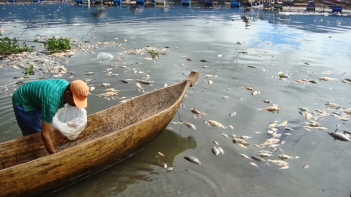 Dinas Kelautan dan Perikanan Kabupaten Agam mencatat selama tahun 2014 total ikan danau maninjau yang mati mencapai angka 747,43 ton, dengan total kerugian mencapai Rp 22,4 miliar.