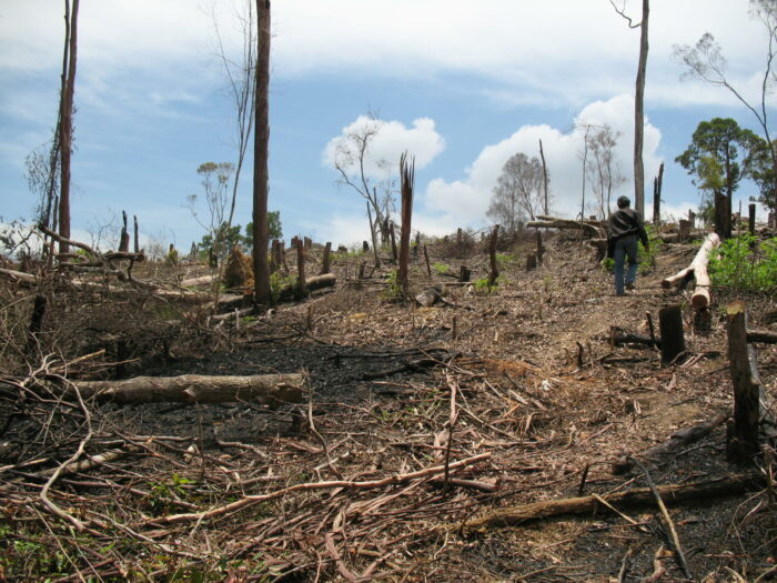 Puluhan ribu hektare hutan di Kabupaten Pesisir Selatan saat ini berada dalam keadaan kritis. Dinas Kehutanan Energi dan Sumber Daya Alam Pesisir Selatan menyebutkan ada 31.624 hektare hutan kritis.