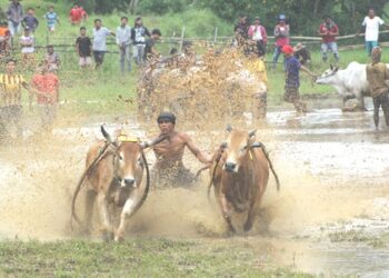 Labuah, Nagari Pertama yang Gelar Event Lomba Pacu Jawi di Tanah Datar Tahun 2022
