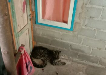 Seekor Macan Dahan Masuk Ke Rumah Warga di Kawasan Penduduk Pasaman