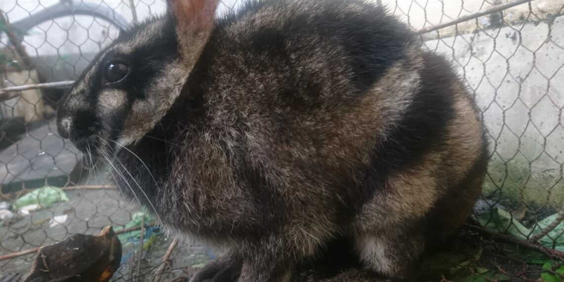 Kelinci Sumatera yang Ditemukan di Nagari Saniang Baka Kabupaten Solok Mati