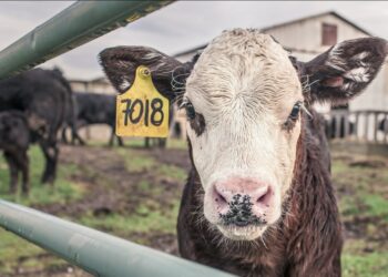 Update Perkembangan PMK di Sumbar, Total Kasus Capai 3.152 Ekor, Terbanyak di Kabupaten Agam