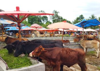 Akibat PMK, Pasar Ternak Muaro Paneh Kabupaten Solok Sepi Pembeli