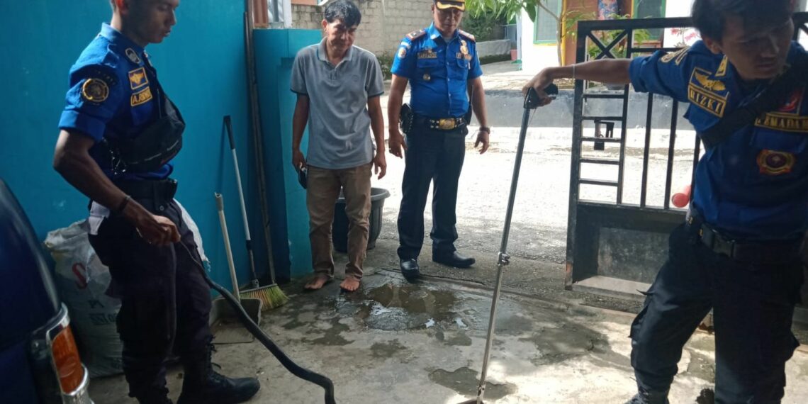 Seorang Warga Temukan Ular di Rumahnya, Damkar Kota Solok Langsung Evakuasi