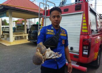 Dalam Keadaan Luka, Damkar Kota Solok Terima Seekor Burung Hantu dari Warga