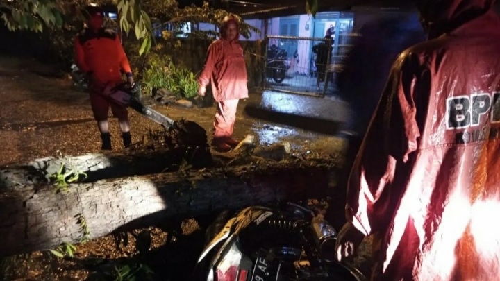 Pengendara Sepeda Motor Tertimpa Pohon Tumbang, Anak Akhirnya Meninggal