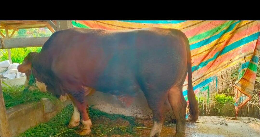 Miliki Bobot 850 kg, Sapi Kurban Bupati jadi yang Terbesar di Kabupaten Solok