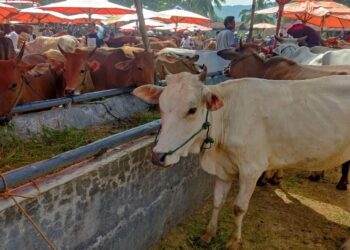 Kabupaten Solok Kerahkan Empat Unit Puskeswan untuk Pemeriksaan Hewan Kurban