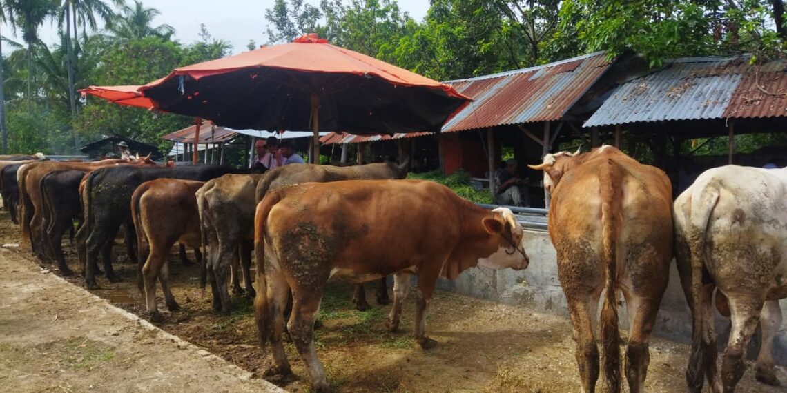 Pedagang Sebut Peminat Hewan Kurban Menurun, Ini Kata Dinas Pertanian Kabupaten Solok
