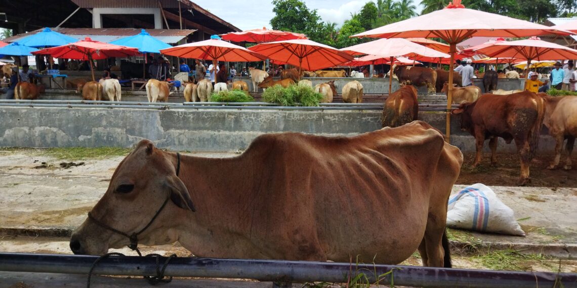 Cegah Penyebaran PMK, Dinas Pertanian Kabupaten Solok Siapkan 2.000 Vaksin